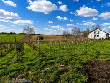 Działka z winnicą, Tatry, WZ, 30 ar, Cianowice działka Cianowice