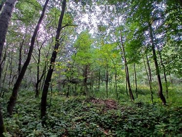 działka na sprzedaż 1900m2 działka Rakszawa, Potok