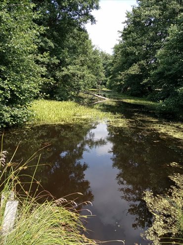 Działka budowlana na sprzedaż Boguszków 1 600m2 Foto 3