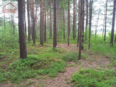 Działka leśna na sprzedaż Brzozowy Kąt 15 375m2 Foto 2