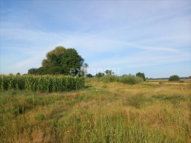 działka na sprzedaż 28705m2 działka Kruszyn Krajeński, Lipowa