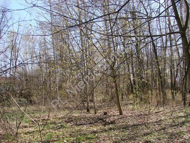 Działka budowlana w Milanówku, 1953 m2, las, media działka Milanówek