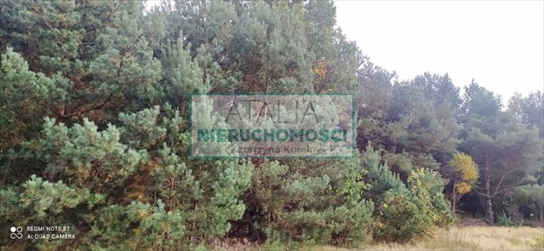 Działka 13 000 m² z sosnami, pod zabudowę, blisko Warszawy działka Radziejowice