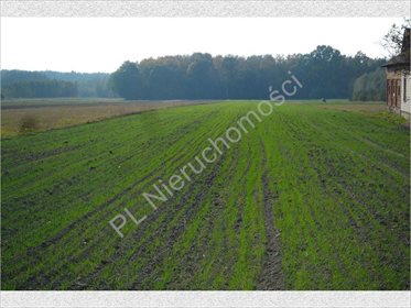Działka rolna na sprzedaż Nowe Zalesie 3 960m2 Foto 4