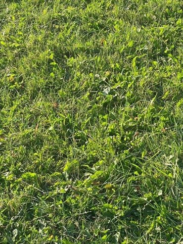 działka na sprzedaż 500m2 działka Łazy