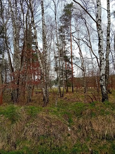 Działka budowlana na sprzedaż Tworóg Mały, Brzozowa 1 409m2 Foto 3