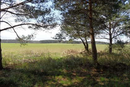 Działka budowlana na sprzedaż Lipówka 11 778m2 Foto 3
