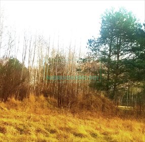 działka na sprzedaż 1500m2 działka Szczęsne