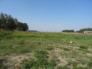 Na sprzedaż działka 2,05 ha pod zabudowę jednorodzinną w Piotrkowie działka Piotrków Trybunalski, Kasztelańska