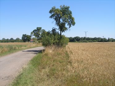 Sprzedam działkę 3009 m² w Trzcińsku-Zdroju z mediami działka Trzcińsko-Zdrój