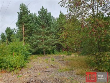Do sprzedania działka 2801 m² w Wildze z lasem i potencjałem działka Wilga, Za Jazem