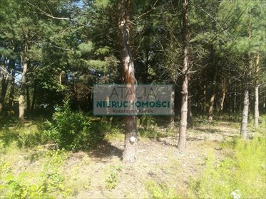 Działka 3400 m² w Mieszkowie, cicha okolica, media blisko działka Mieszkowo