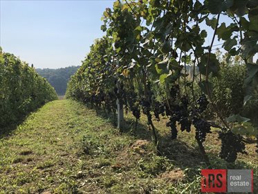 Działka inwestycyjna na sprzedaż Czyżów Szlachecki 23 730m2 Foto 3