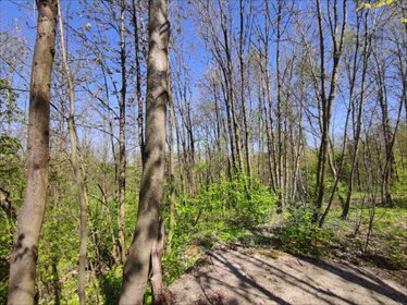 Działka siedliskowa na sprzedaż Grabno 11 300m2 Foto 4