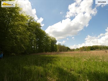 Działka siedliskowa na sprzedaż Błotno 18 300m2 Foto 2