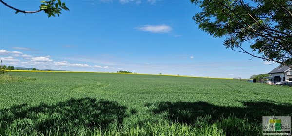 Działka rolna 5000 m² z mediami - inwestycja lub działalność działka Lutomia Dolna