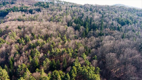 działka na sprzedaż 6000m2 działka Olszowa