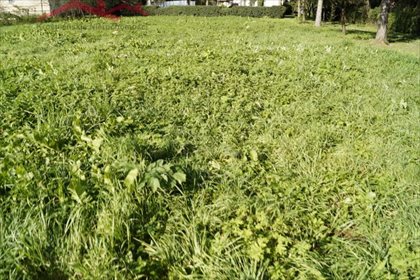 Działka budowlana na sprzedaż Buków 900m2 Foto 1