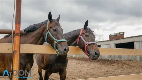 Lokal użytkowy na sprzedaż Stara Kaźmierka 1 700m2 Foto 1