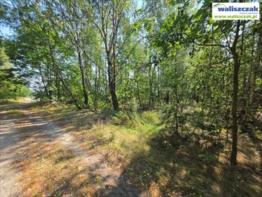 Zapraszam do zakupu działki rolnej 2400 m² w Wójcinie działka Wójcin