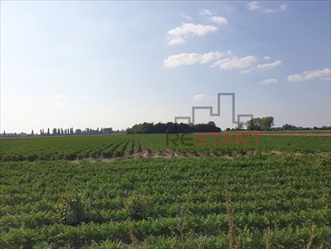 Działka rolna 3,29 ha z mediami, blisko Grodziska działka Żuków
