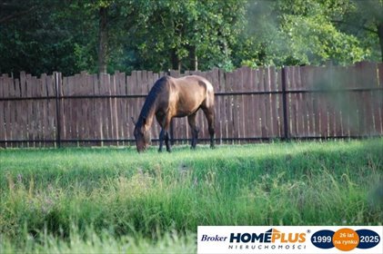 działka na sprzedaż 4995m2 działka Nowe Załubice
