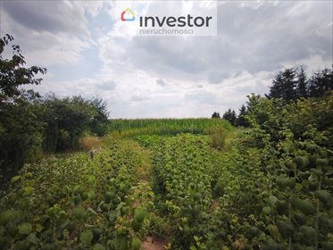 Działka budowlana na sprzedaż Zemborzyce Dolne 7 400m2 Foto 4