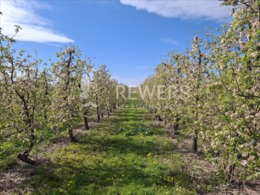Duży kompleks działek z potencjałem budowlano-rolnym 5,5 ha działka Niesiołowice