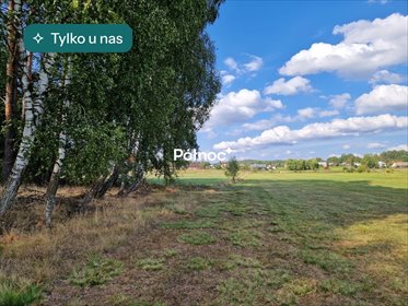 Działka leśna 3776 m² w Krynickich (spokój i natura) działka Krynickie