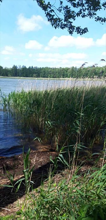 Zapraszam do zakupu działki z linią brzegową i siedliska w sercu Mazur działka Stręgielek