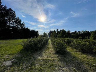 Na sprzedaż działka 1845 m² pod dom w Kampinoskim Parku Narodowym działka Podkampinos, Jagodowa