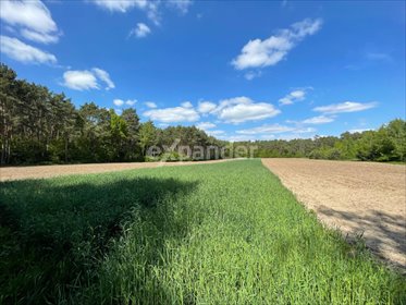 działka na sprzedaż 9500m2 działka Szałe, Południowa