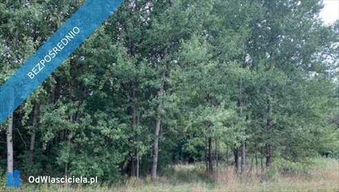 Działka 8 147 m² w Uziębłach - bez prowizji i układu prawnego działka Uziębły