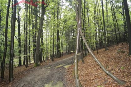 Działka leśna na sprzedaż Malinówka 38 900m2 Foto 7