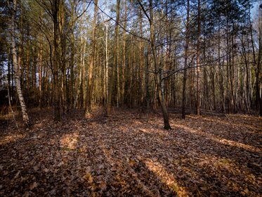 działka na sprzedaż 1459m2 działka Sokolniki-Las, Graniczna