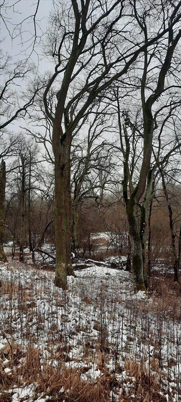 działka na sprzedaż 5000m2 działka Józefów