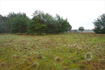 Zapraszam do obejrzenia działki 3654 m² w Goszczanowcu działka Goszczanowiec