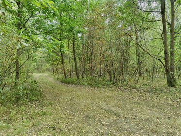 Do sprzedania urokliwa działka 0,42 ha w lesie, cisza i prywatność działka Strugi Krzywickie