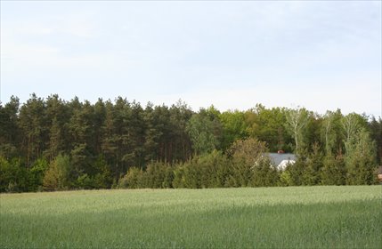 działka na sprzedaż 1500m2 działka Załuski, Gostolin