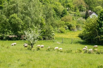 działka na sprzedaż 1518m2 działka Wilcza