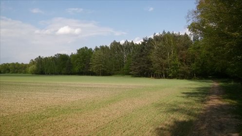 Działka rolna na sprzedaż Czmoń 30 300m2 Foto 4