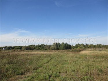 Duża działka 5 552 m² w Łochowicach, blisko natury - polecam! działka Łochowice