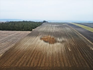 Działka siedliskowa na sprzedaż Imbramowice 3 195m2 Foto 2