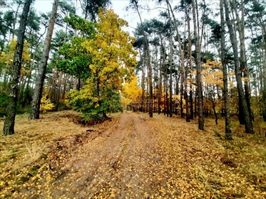 Działka rekreacyjna na sprzedaż Mianów 2 828m2 Foto 4