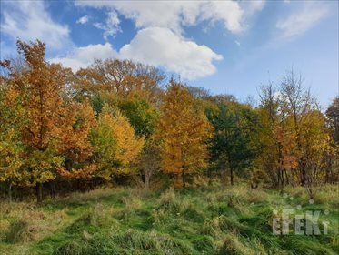 działka na sprzedaż 55900m2 działka Lisowola