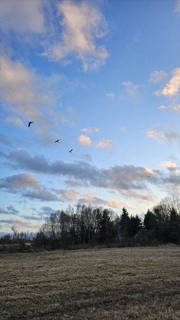 działka na sprzedaż 4274m2 działka Stary Borek