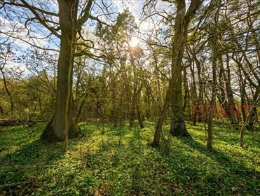Działka 6500 m² w Książenicach z potencjałem. działka Książenice
