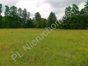 Działka rolna na sprzedaż Sokolnik 15 800m2 Foto 4