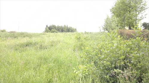 Działka budowlana na sprzedaż Niechobrz 7 400m2 Foto 5