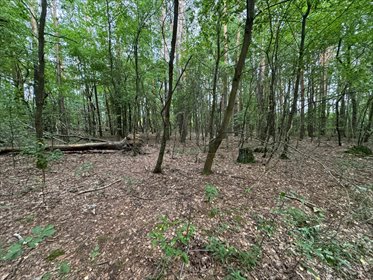 działka na sprzedaż 1200m2 działka Nadarzyn, strzeniuwka, Strzeniuwka